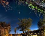 tree_265