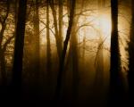 tree_270