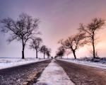 tree_276