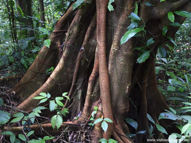 Indonesia_002