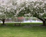 tree_284
