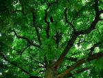 tree_287