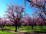 tree_289