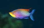 ocean-life-708