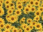 Sunflower_Field_04