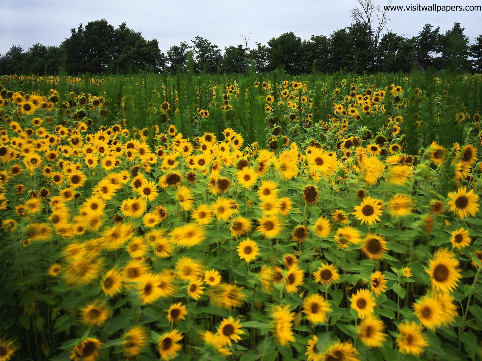 Sunflower_Field_06