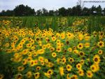 Sunflower_Field_06
