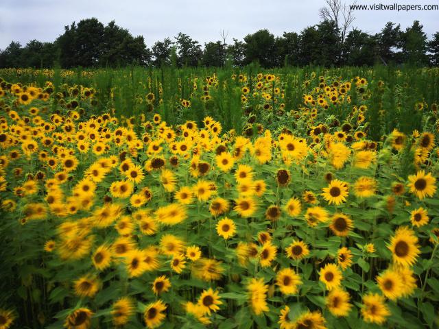 Sunflower_Field_06