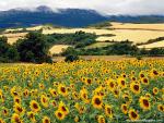 Sunflower_Field_07