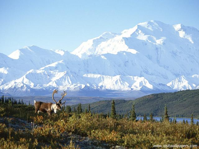 Animals_684