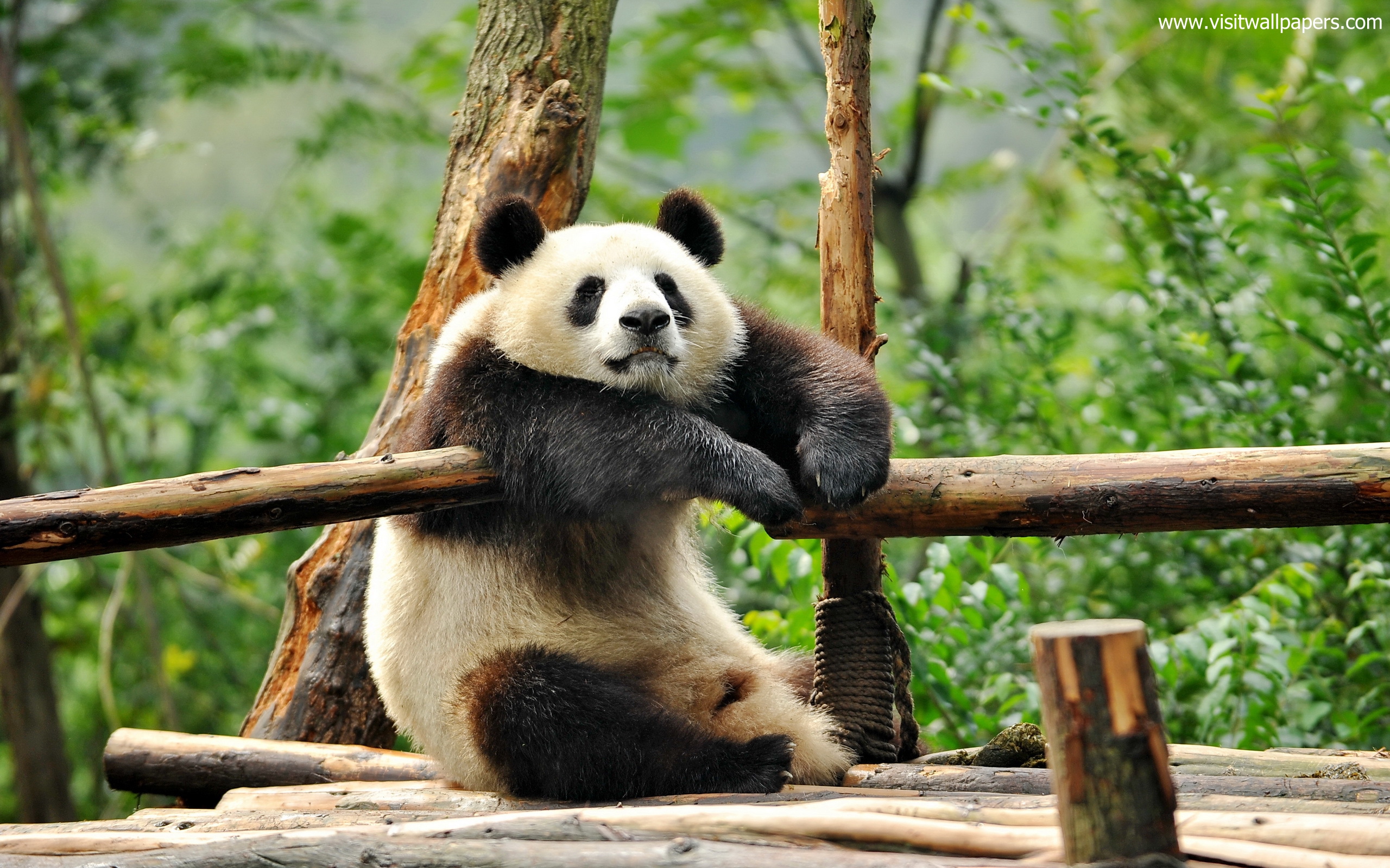 Animals_686