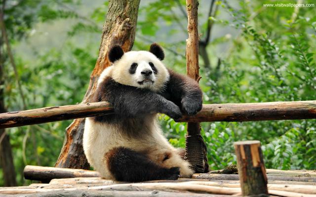 Animals_686