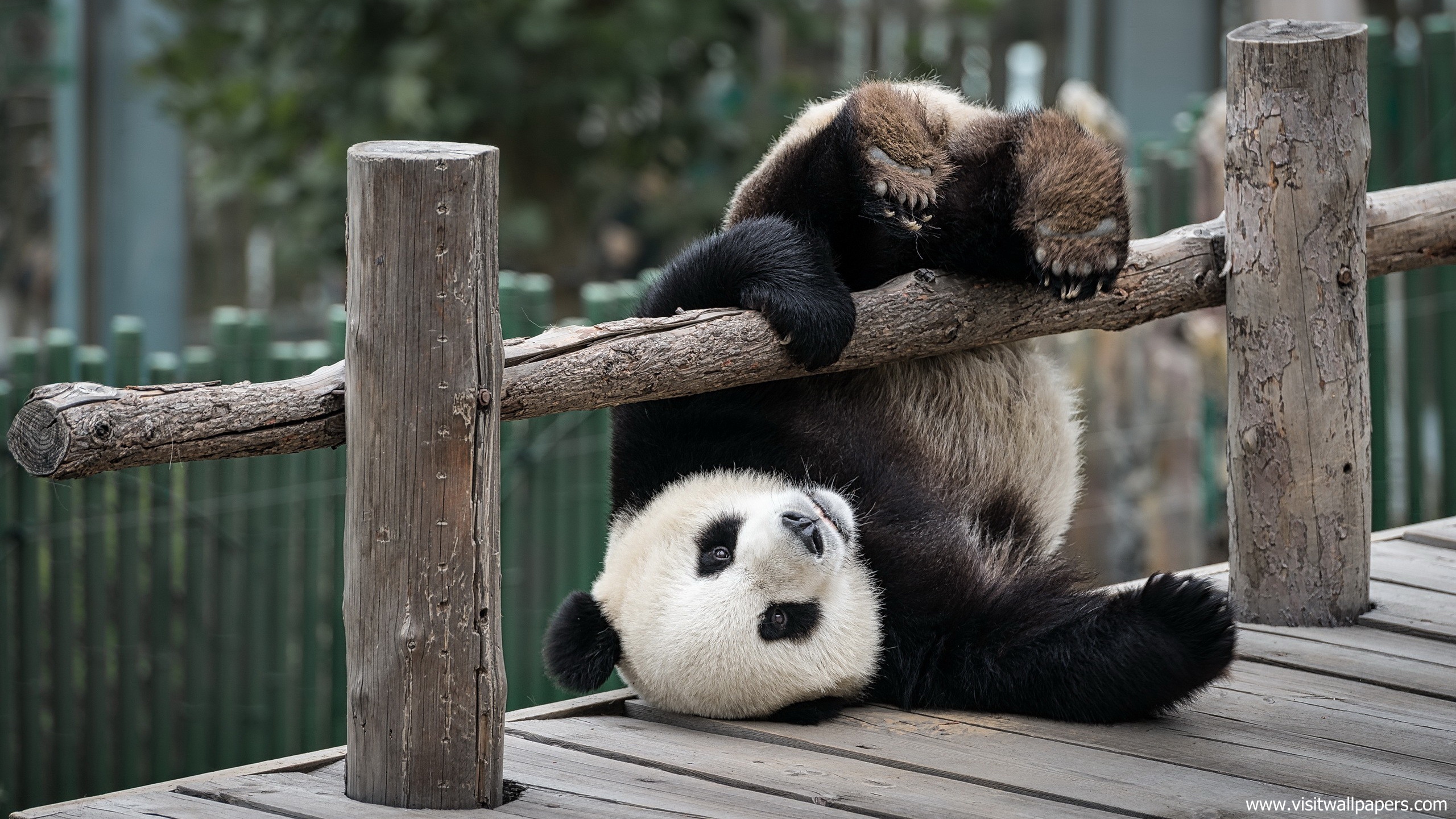 Animals_688