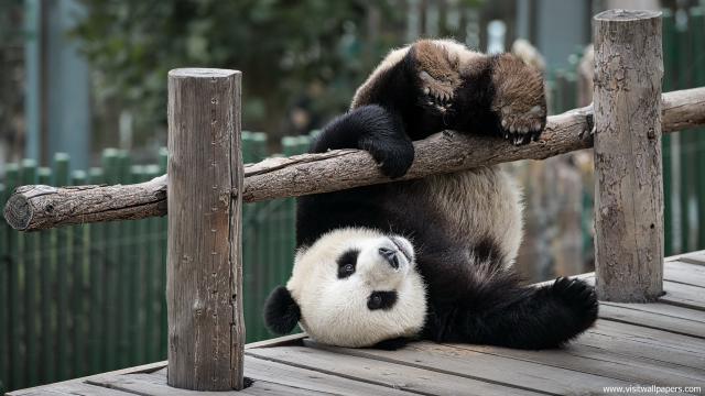 Animals_688