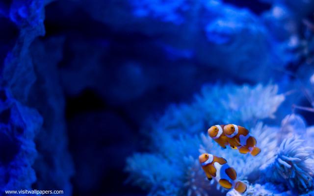 ocean-life-714