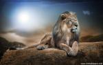 Lion_50