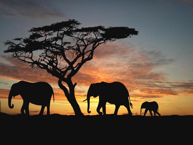 Animals_689
