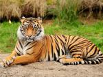 Tiger_126