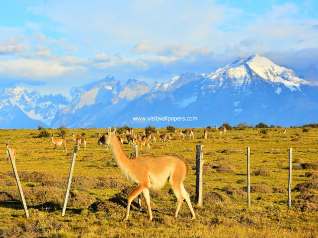 south_america_041