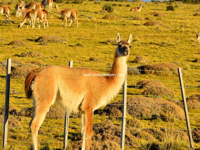 south_america_048