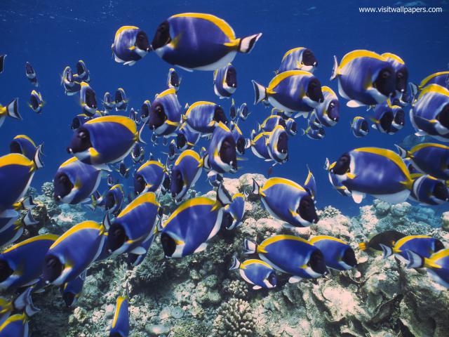 ocean-life-722