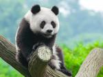 Animals_692