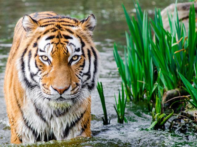 Tiger_127