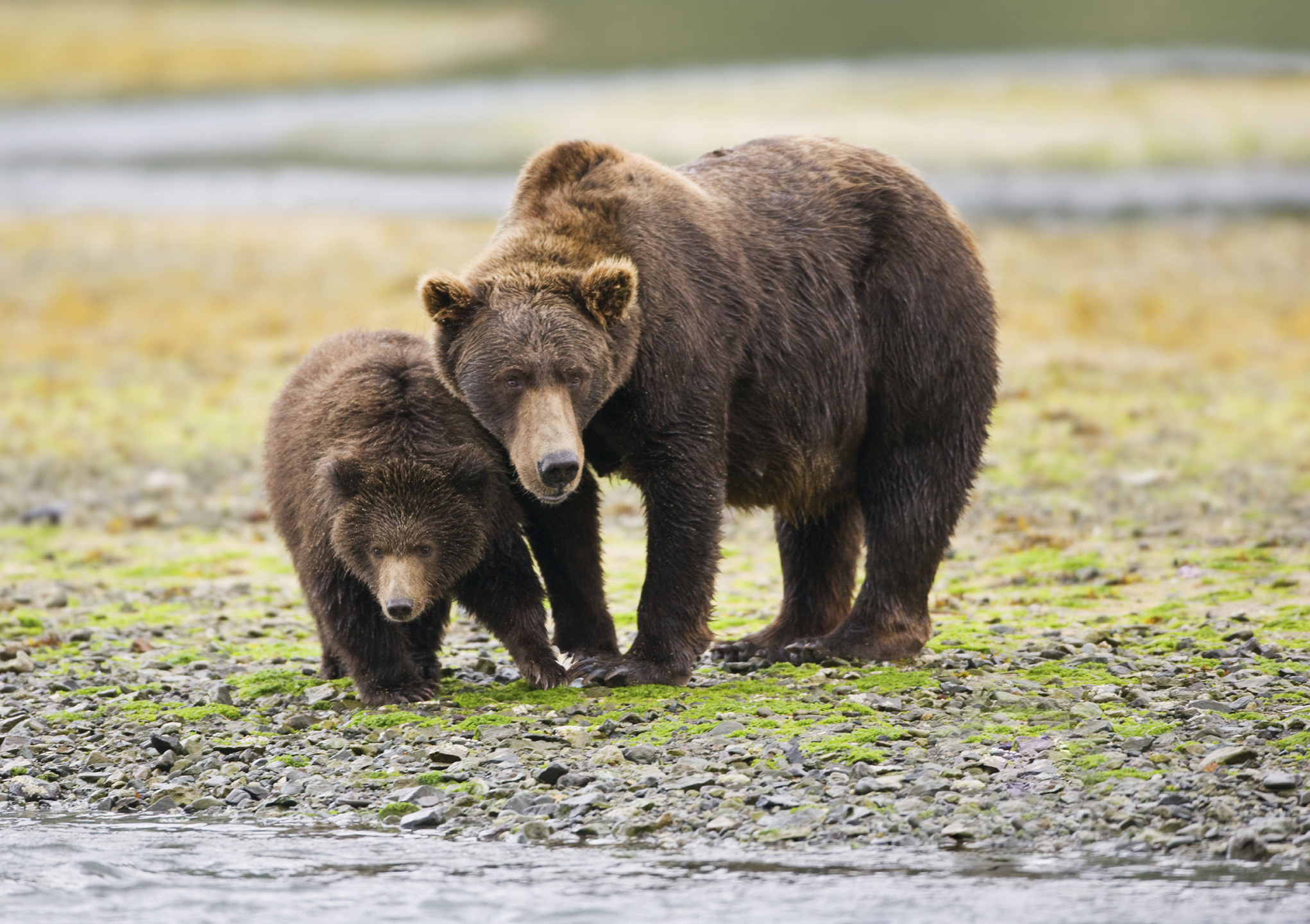 Animals_695