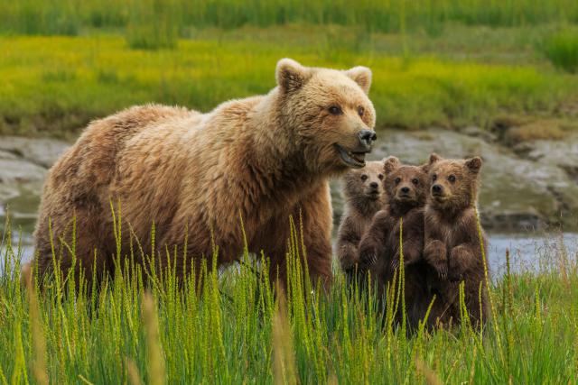 Animals_696