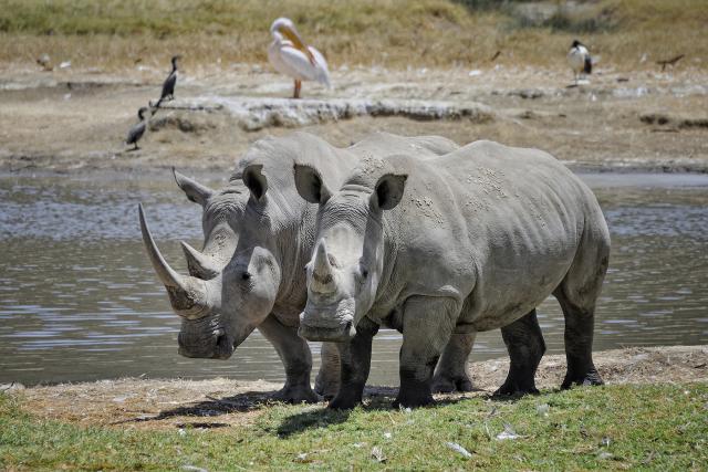 africa_107