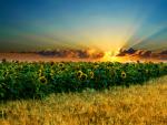 Sunflower_Field_09