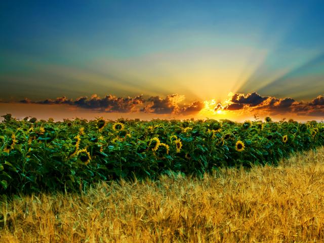 Sunflower_Field_09