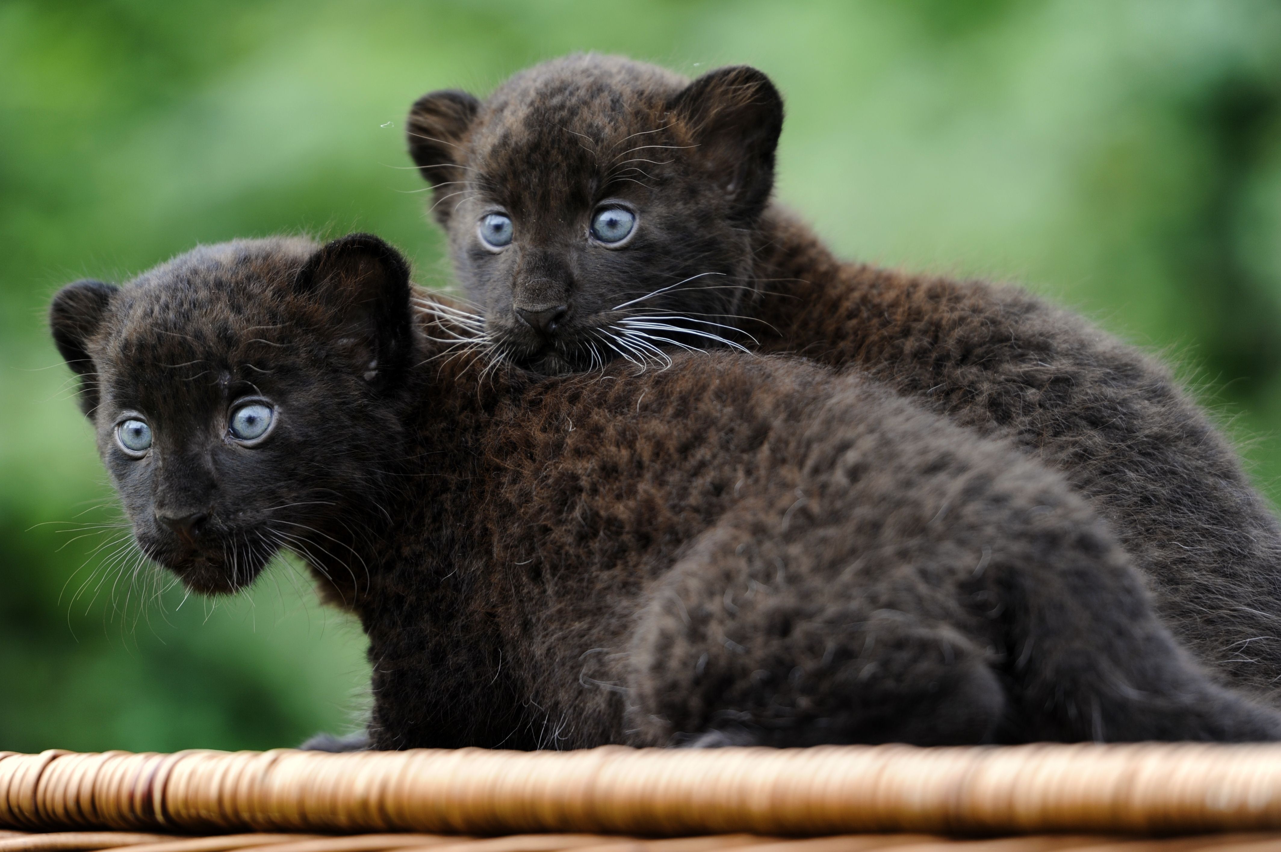 black_panther_04