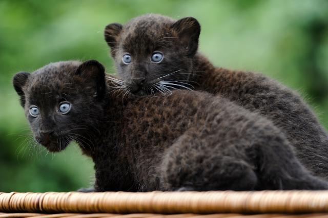black_panther_04
