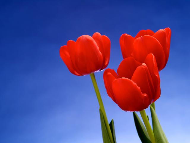 Flower_106