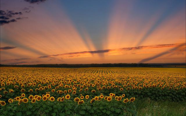 Sunflower_Field_11