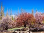 pakistan_046