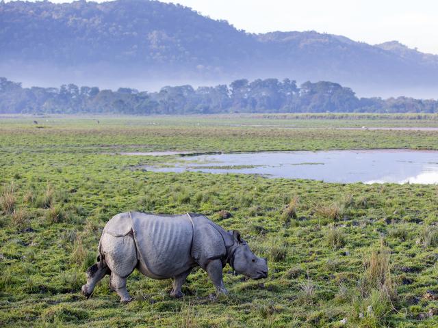 Animals_708