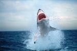 ocean-life-729