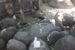 temple_239