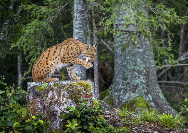 Female_European_Lynx