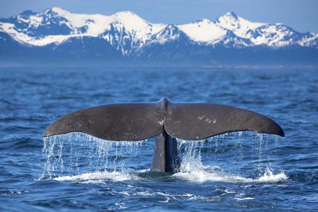 ocean-life-732