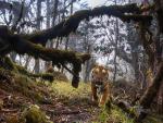 Tiger_134