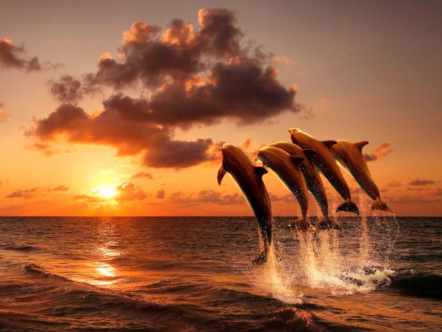 ocean-life-734