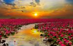 thailand_446