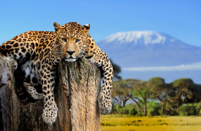 Leopard_36