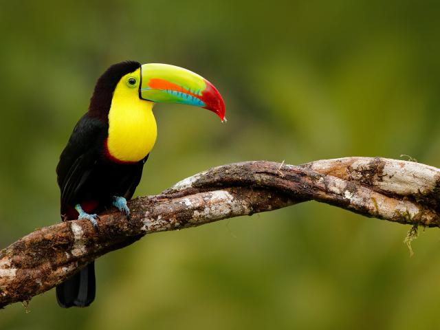 Birds_303
