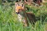 Animals_723