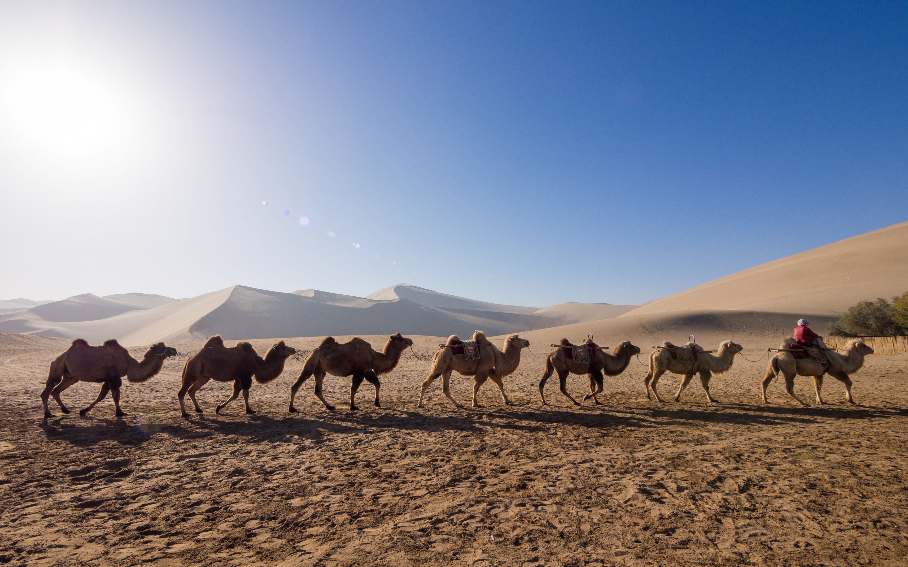 Desert_53