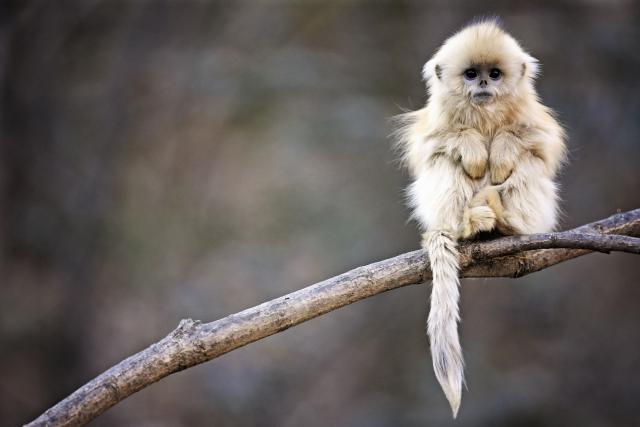 Animals_725